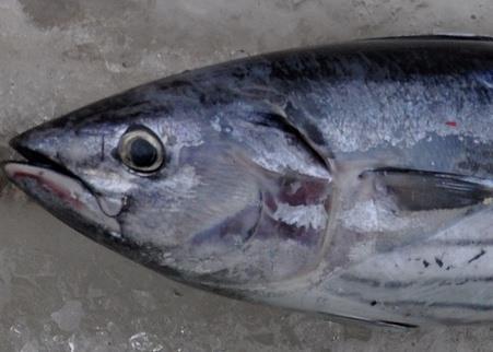 Skipjack tuna. Credit: Wibowo Djatmiko/CC BY-SA 3.0