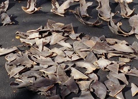 Oceana wants a strict ban that would require all sharks to be landed with their fins still naturally attached Photo: NOAA