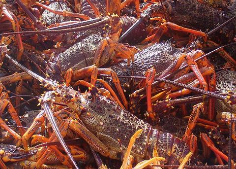 The New Zealand Rock Lobster is a Chinese favourite