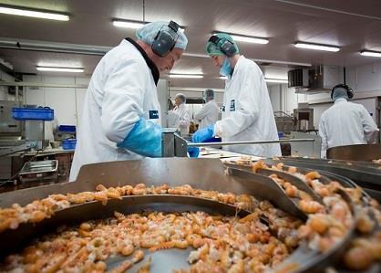 Kilkeel Seafoods has opened its new scampi processing site