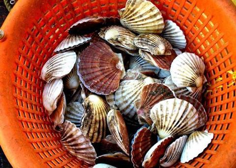 Are you affected by the live bivalve mollusc ban? Photo: Marine Scotland