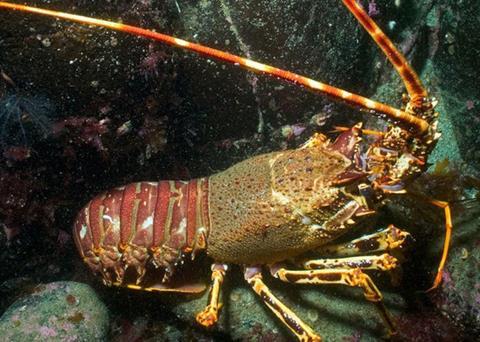 Coral reefs, jellyfish and seahorses are just some of the marine life that will be better protected following the creation of 27 new Marine Conservation Zones