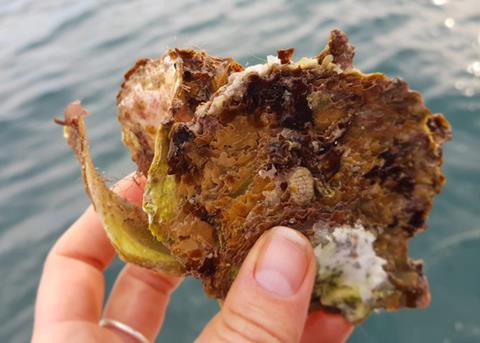 TNC is building a second large-scale reef system to revive native oyster populations Photo: TNC