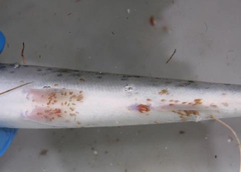 The underbelly of a wild juvenile sea trout infested by sea lice caught within two miles of one affected farm Photo: Salmon and Trout Association Scotland