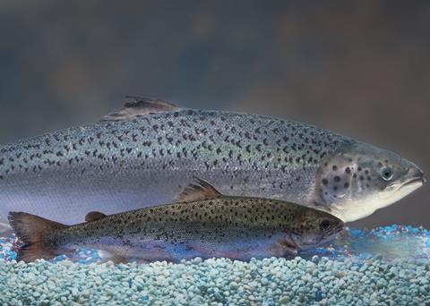 AquaAdvantage Salmon has been FDA approved