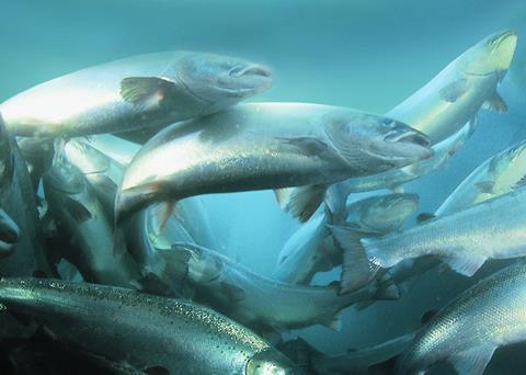 Aquaculture’s time is now