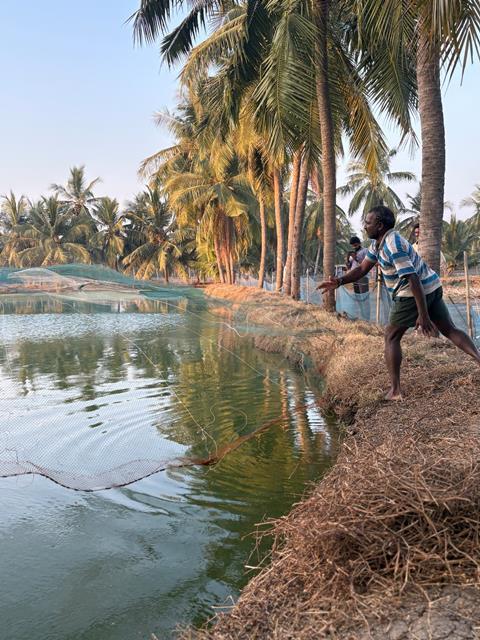 India Shrimp Farming
