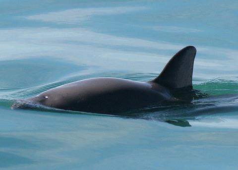 Vaquita