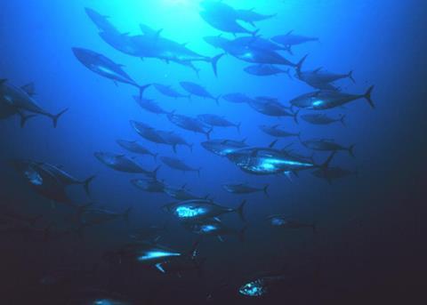 Tuna measures adopted at ICCAT meeting