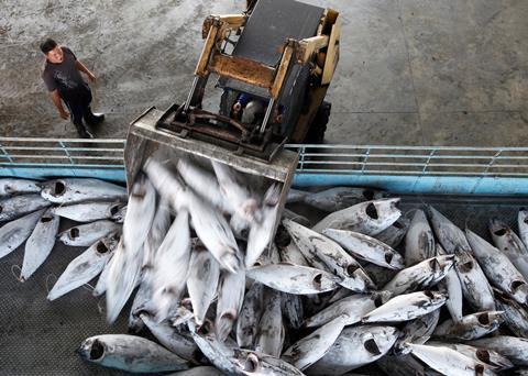 Bigeye tuna continues to be overfished. Photo: Alex Hofford, Greenpeace/Marine Photobank