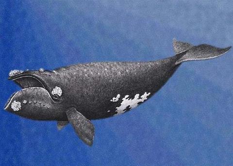 Northern right whale. Credit: NMFS