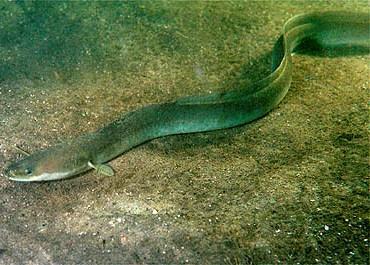 ICES advice for 2014, applicable for the widely-distributed and migratory stock of European Eel, is for all human-caused mortality  influencing production and escapement of silver eels to be reduced to as close to zero as possible. Credit: Ron O...