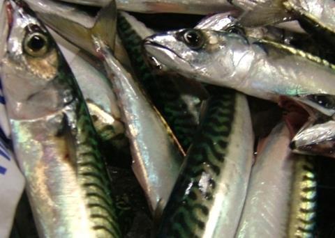 A 'Food Alert for Action' has been issued for a range of smoked fish at Lloyds & Sons, including mackerel