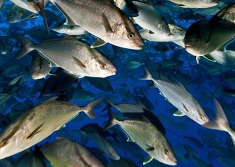 The ASC Seriola and Cobia Standard aims to address the key negative environmental and social impacts of seriola and cobia farming