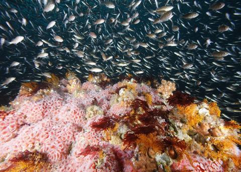 NOAA Fisheries has revised the Fishery Management Plan for groundfish off the West Coast Photo: NOAA