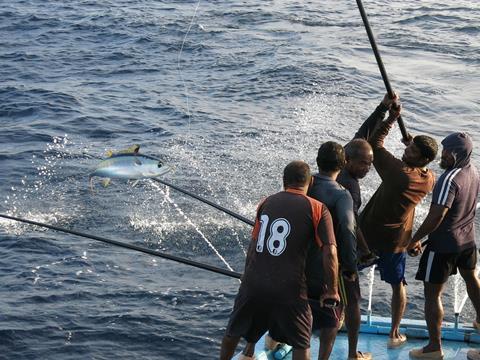 Pole and line tuna