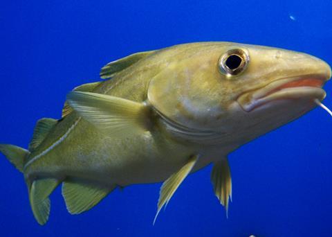 The new Common Fisheries Policy has formally been adopted. Credit August Linnman/CC BY-SA 2.0