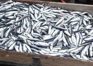 Herring catch