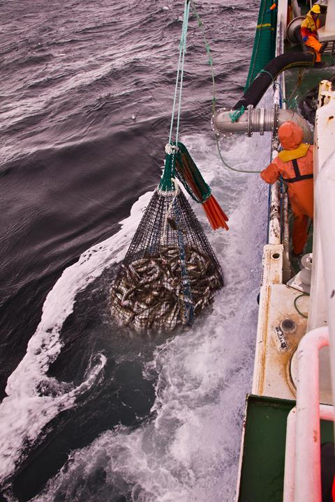 Live cod ready to be pumped onboard the fishing vessel. Photo by Kjell Midling © Nofima