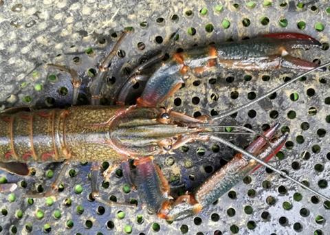 Redclaw – a dangerous invader?