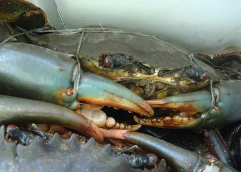 Blue crab Photo: John Starmer/Marine Photobank