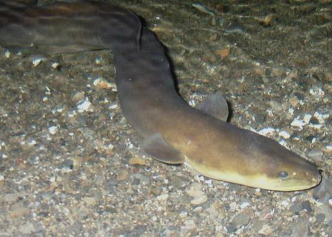 Numbers of New Zealand eel have stabilised in recent years