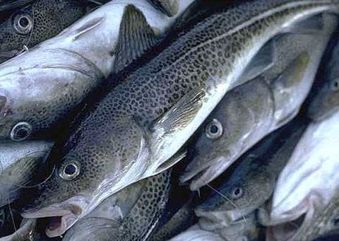 OCEAN2012 warns: ‘It’s fish captain, but not as we know it.’