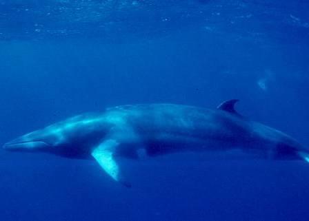 NEWREP-A will target 3,996 minke whales over the next 12 years. Credit: NOAA