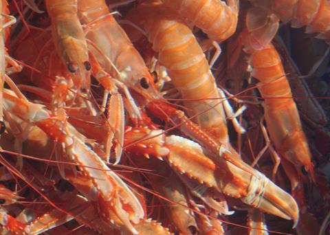 Finding the sweet spot for nephrops