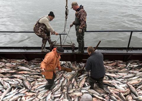 Reduced salmon catches over coming decade