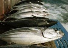 Skipjack tuna. Credit: NOAA