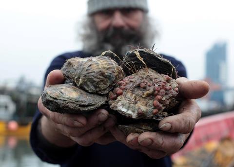 Oyster numbers have plummeted in the Solent, off the south coast of England