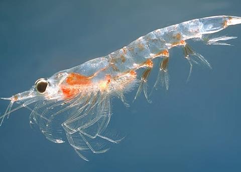 Krill