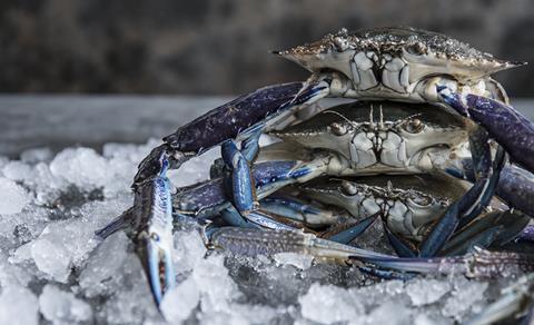Blue swimmer crab