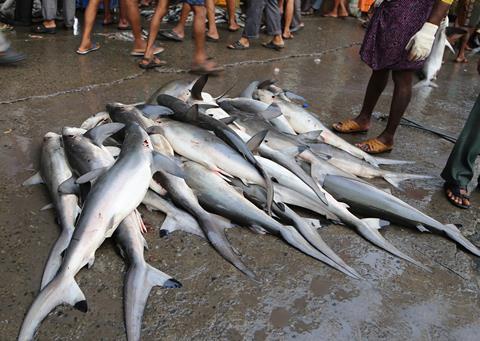 India readies shark conservation plan, News