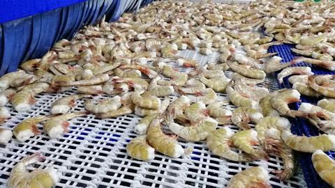 Shrimp in tunnel freezer