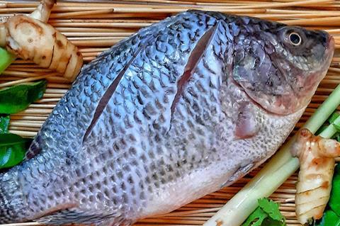Tilapia