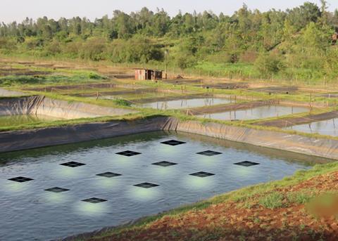 Solar lights have been shown to increase yield by 10% at a tilapia farm in China Photo: Signify