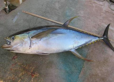 Yellowfin tuna. Credit: NOAA