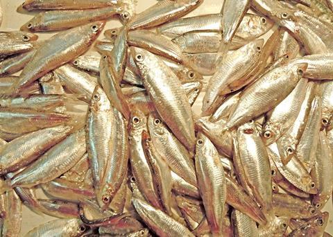 The Council agreed a roll-over in the EU total allowable catches (TACs) in the Black Sea for turbot and sprat (pictured) Photo: Wiki/Yuriy Kvach