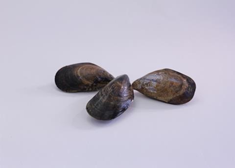 Understanding what toxins might play a role in the future is important in ensuring seafood is safe to eat Photo: The Marine Institute