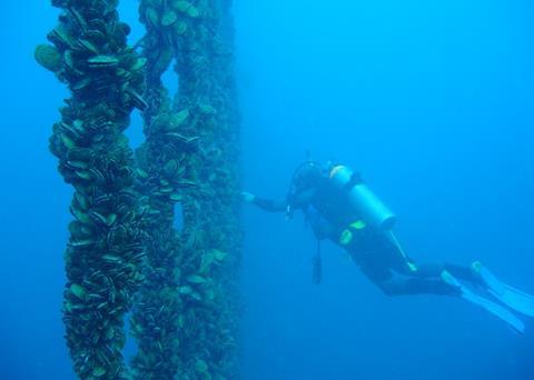 New Zealand’s Greenshell™ mussels attract NZ$280 million in export earnings each year