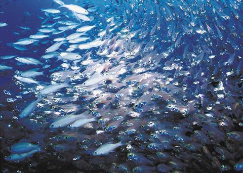 Climate change has an impact on fish stocks