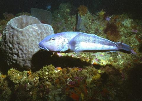 Blue cod. Credit: New Zealand Ministry of Fisheries