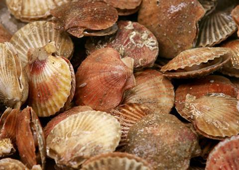 Scallop fishery certified sustainable, News