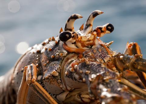 Spiny Lobster