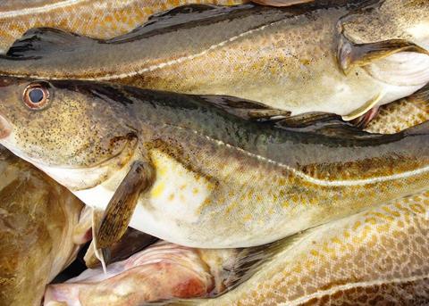 Norcod is relaunching commercial cod farming in Norway Photo: Norcod