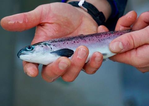 The first smolts from Scottish Sea Farms’ new hatchery are safely out at sea Photo: Scottish Sea Farms