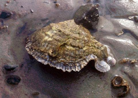 The European flat oyster