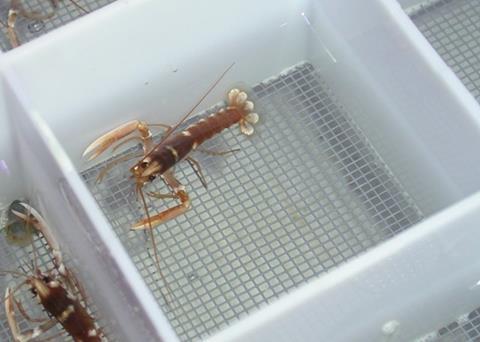 The new facility in Northern Ireland will farm lobster and then release them back into the wild